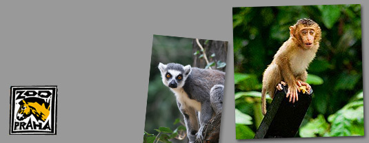 Naše firma je hrdým sponzorem Makaka Vepřího a Lemura Kata v pražské ZOO