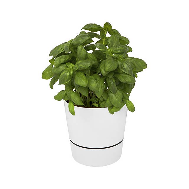 Herbs single kitchen pot - white