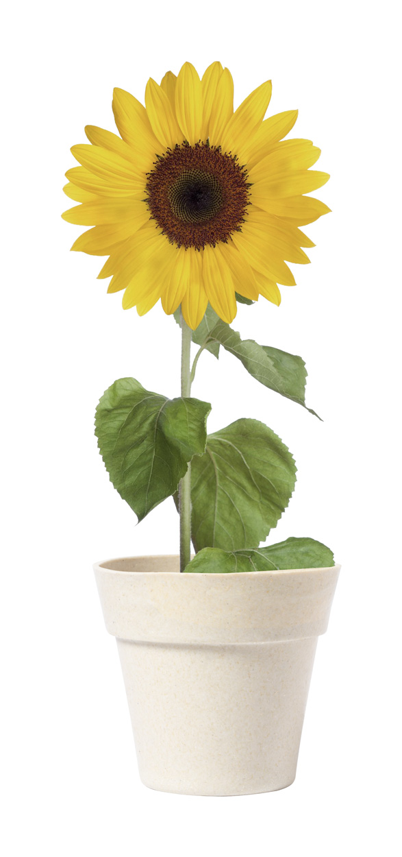 Tumil flower pot with sunflower - beige