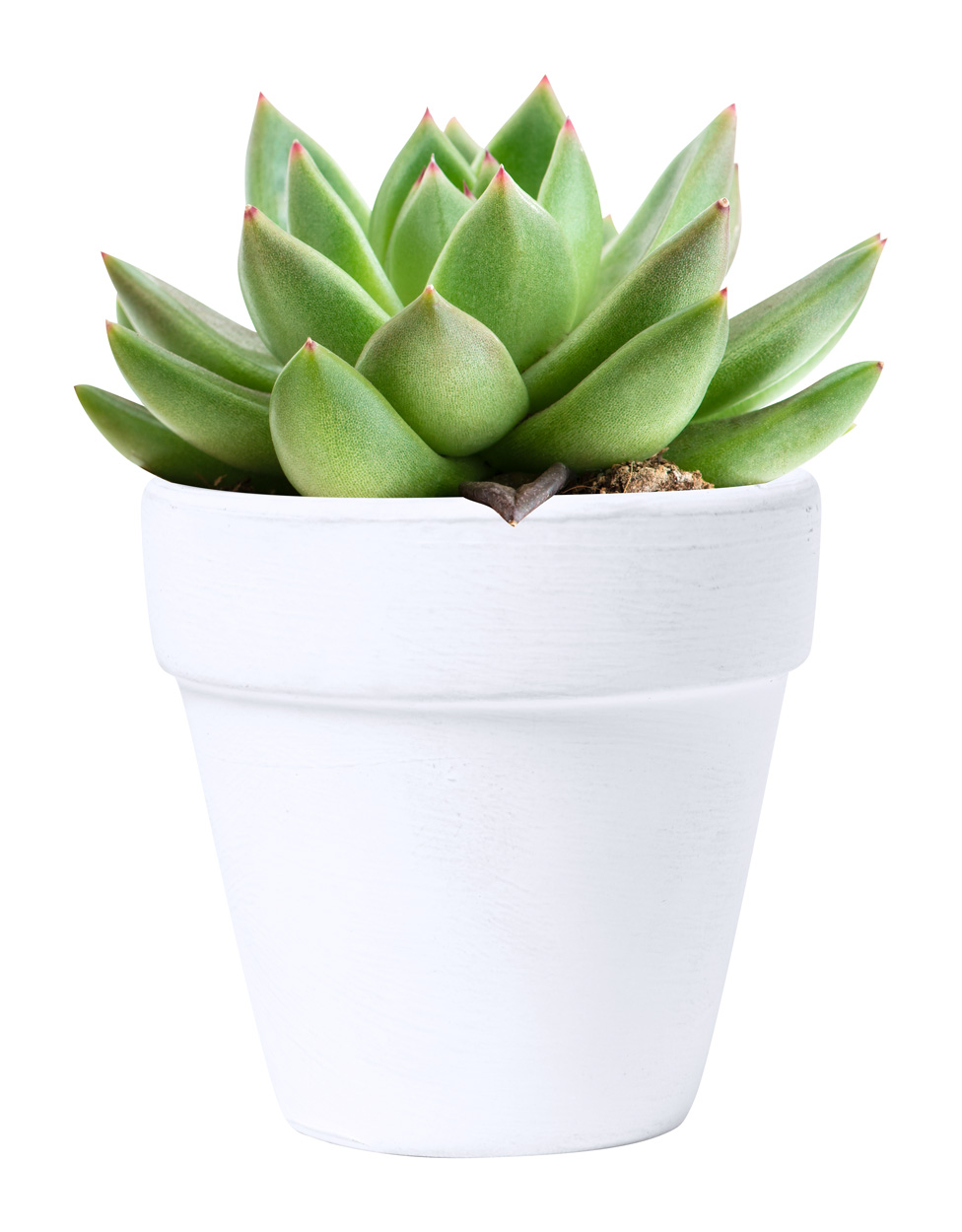Conte flower pot with seeds - Weiß 